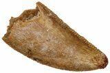 Serrated Raptor Tooth - Real Dinosaur Tooth #298128-1